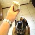 Bubba The Dog Inhales Taco Bell Burrito