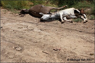 dead donkeys